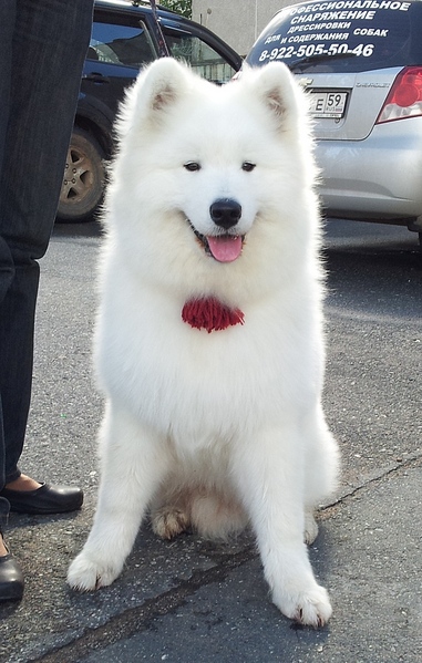 click for enlarge 651 X 1024 296.2 Kb picture