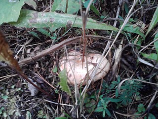 click for enlarge 1600 X 1200 428.5 Kb picture