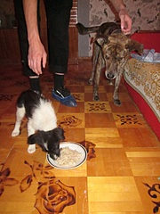 click for enlarge 1920 X 2560 360.0 Kb picture