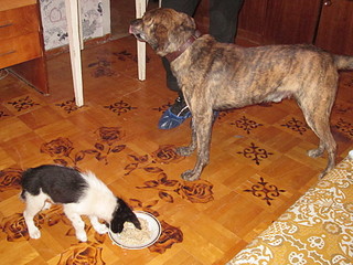 click for enlarge 1920 X 1440 662.0 Kb picture