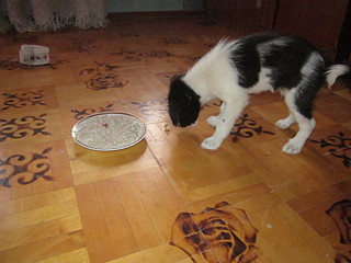 click for enlarge 1920 X 1440 582.4 Kb picture