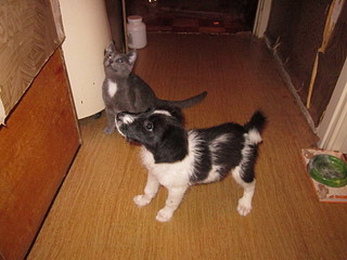 click for enlarge 1920 X 1440 605.0 Kb picture