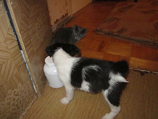 click for enlarge 1920 X 1440 614.3 Kb picture