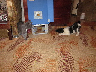 click for enlarge 1920 X 1440 712.0 Kb picture