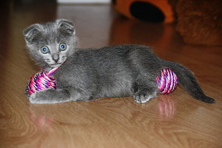 click for enlarge 1920 X 1280 448.9 Kb picture