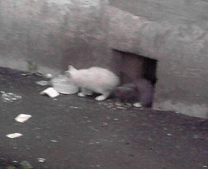 click for enlarge 348 X 282 34.6 Kb picture