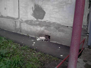 click for enlarge 533 X 400  26.8 Kb picture