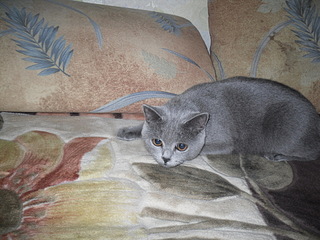 click for enlarge 1920 X 1440 817.4 Kb picture