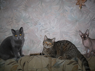 click for enlarge 1920 X 1440 810.1 Kb picture