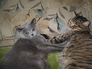 click for enlarge 1920 X 1440 833.6 Kb picture