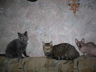 click for enlarge 1920 X 1440 906.4 Kb picture