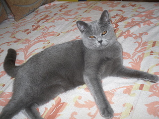 click for enlarge 1920 X 1440 858.1 Kb picture