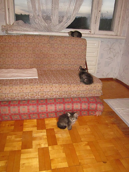 click for enlarge 1920 X 2560 385.4 Kb picture