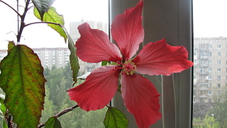 click for enlarge 1920 X 1080 662.1 Kb picture