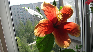 click for enlarge 1920 X 1080 752.9 Kb picture