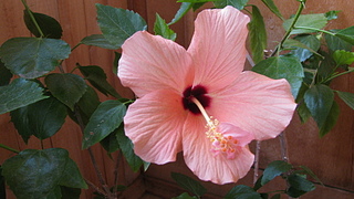 click for enlarge 1920 X 1080 860.3 Kb picture