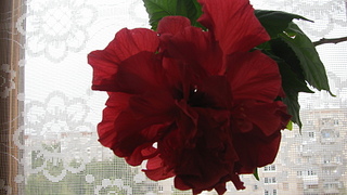 click for enlarge 1920 X 1080 811.6 Kb picture