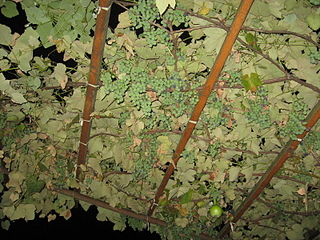 click for enlarge 1600 X 1200 311.7 Kb picture