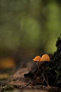 click for enlarge 531 X 800 47.2 Kb picture