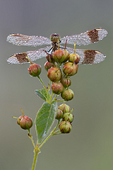click for enlarge 800 X 1199 372.9 Kb picture