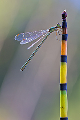 click for enlarge 800 X 1199 227.7 Kb picture