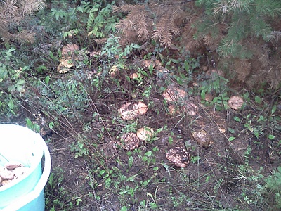 click for enlarge 1920 X 1440 408.0 Kb picture