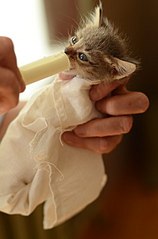 click for enlarge 400 X 604 27.7 Kb picture