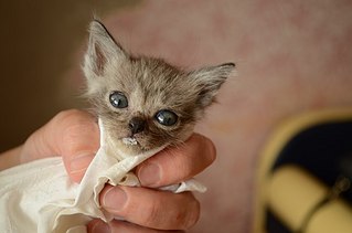 click for enlarge 604 X 400 29.5 Kb picture