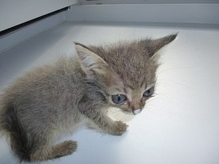 click for enlarge 604 X 453 37.1 Kb picture