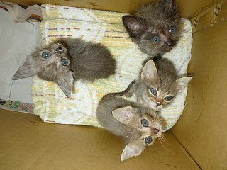 click for enlarge 604 X 453 62.0 Kb picture