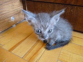 click for enlarge 510 X 383 43.9 Kb picture