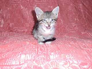 click for enlarge 1920 X 1440 191.5 Kb picture