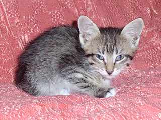 click for enlarge 1920 X 1440 319.7 Kb picture