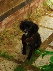 click for enlarge 768 X 1024 143.5 Kb picture