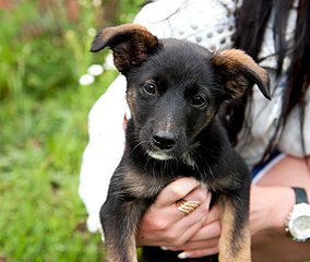 click for enlarge 604 X 510 52.9 Kb picture