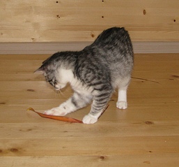 click for enlarge 1707 X 1588 891.6 Kb picture