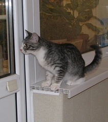 click for enlarge 1521 X 1723 893.2 Kb picture