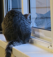 click for enlarge 944 X 1005 313.6 Kb picture