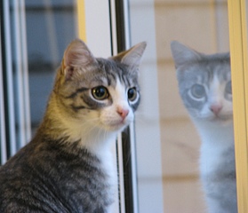 click for enlarge 1330 X 1143 427.7 Kb picture