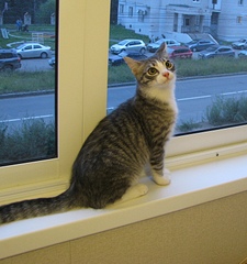 click for enlarge 1536 X 1634 881.2 Kb picture