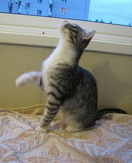 click for enlarge 1162 X 1439 642.7 Kb picture