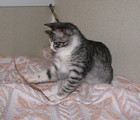 click for enlarge 1553 X 1337 867.4 Kb picture