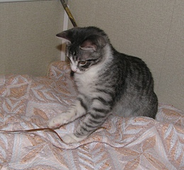 click for enlarge 1482 X 1366 869.3 Kb picture