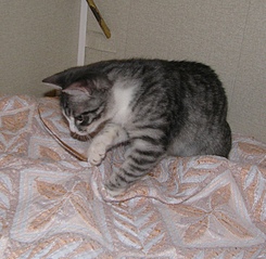 click for enlarge 1382 X 1352 794.8 Kb picture