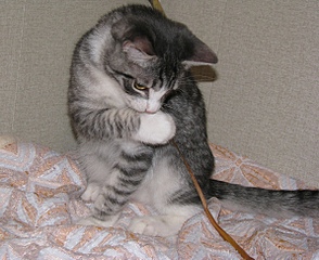 click for enlarge 1192 X 970 543.8 Kb picture