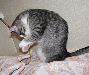 click for enlarge 1392 X 1171 724.7 Kb picture