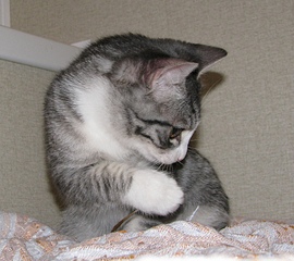 click for enlarge 1636 X 1449 894.8 Kb picture