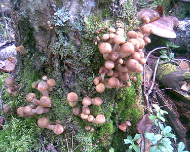 click for enlarge 1280 X 1024 403.2 Kb picture