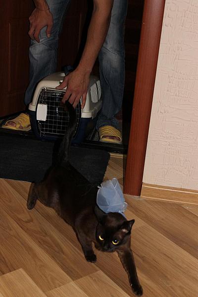 click for enlarge 855 X 1282 112.9 Kb picture