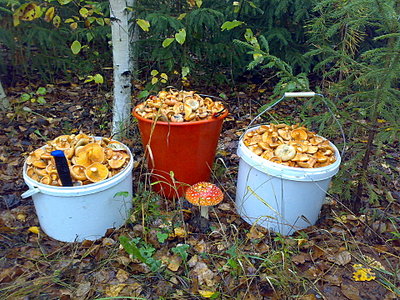 click for enlarge 1920 X 1440 865.6 Kb picture